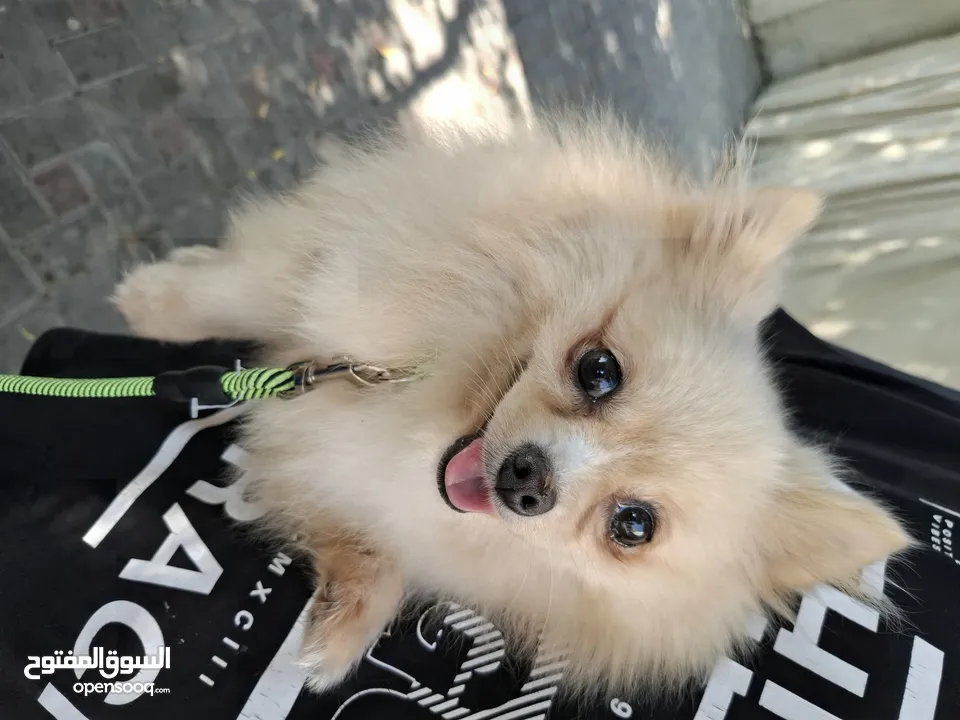 beautiful Teacup female pomeranian 8th months for sale