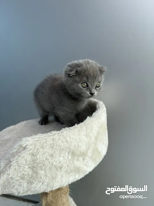 Scottish fold cats - قطط سكوتش فولد لون رمادي 2 months