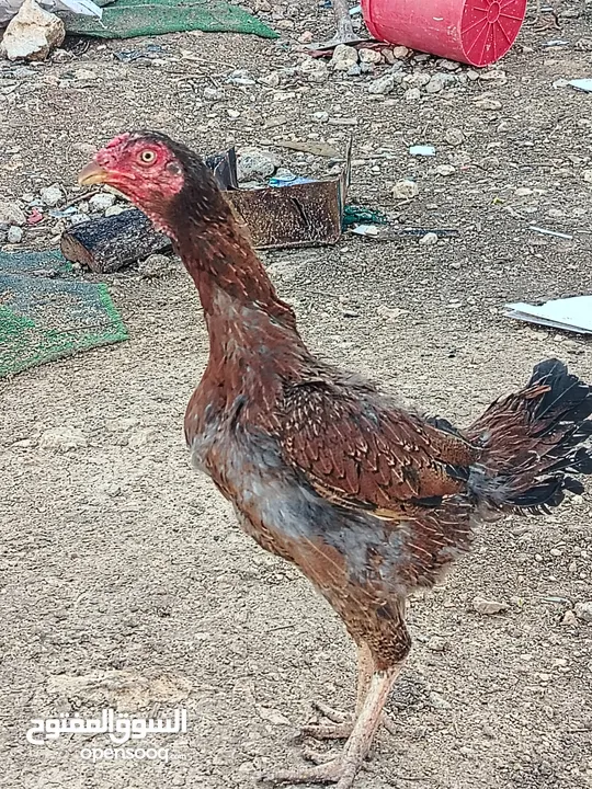 متاح بيض باكستاني خط اول..