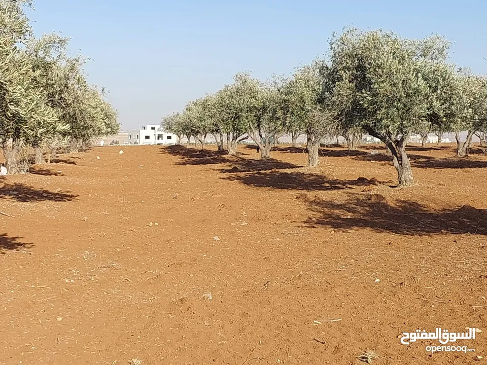 مادبا ماعين ارض زراعية مميزة عليها مزرعة زيتون جاهزة واصل جميع الخدمات مساحتها 4500 م