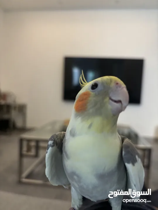 1 year old cockatiel... friendly and sings beautiful tunes in the morning