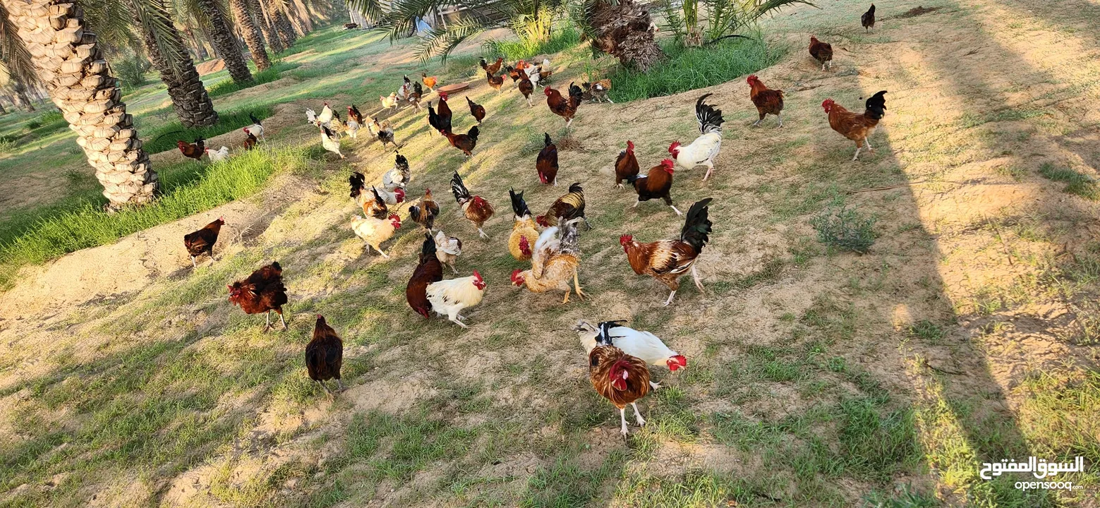 Gulf Cemani Chicken Farm