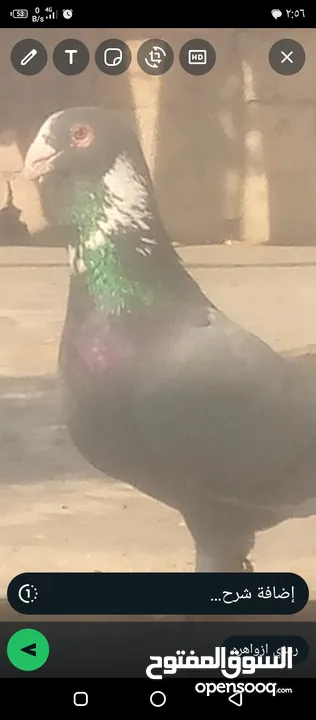 حمام لل بيع لدواعي اسفر