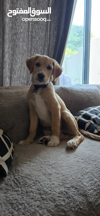 Lab retriever puppy