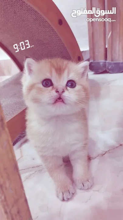 سكوتش ستريت وny11