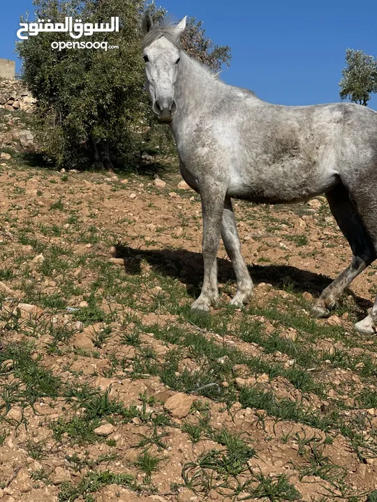 مهره للبيع العمر ثلث سنوات ونص كفاله عقل وركوب وحراث