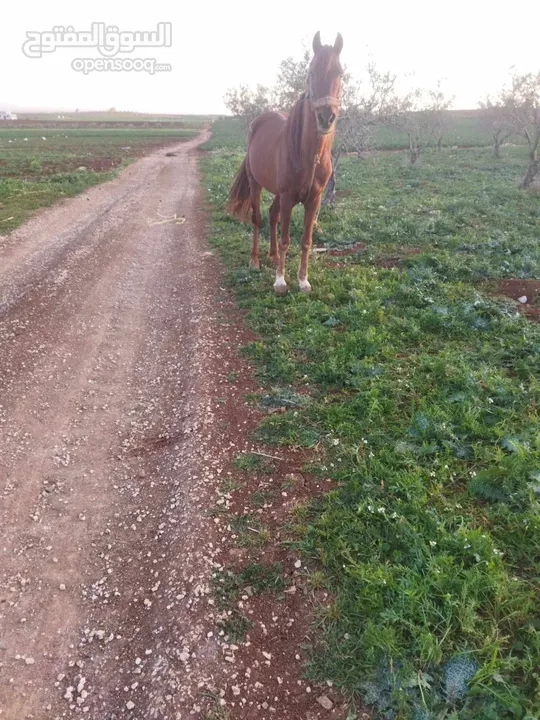 فحول نخب اول ارتفاع وشكل فل الفل