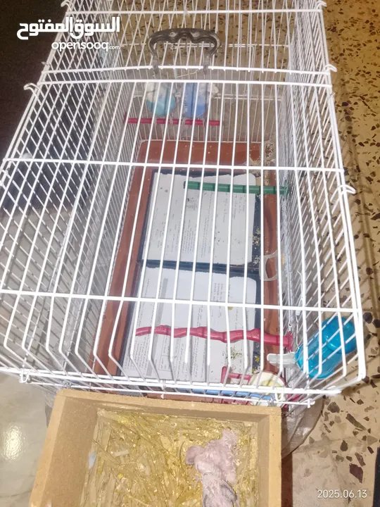 عصافير للبيع