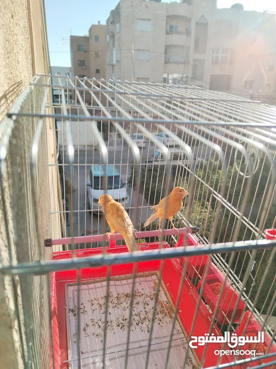 جوز كنار للبيع بدون قفص