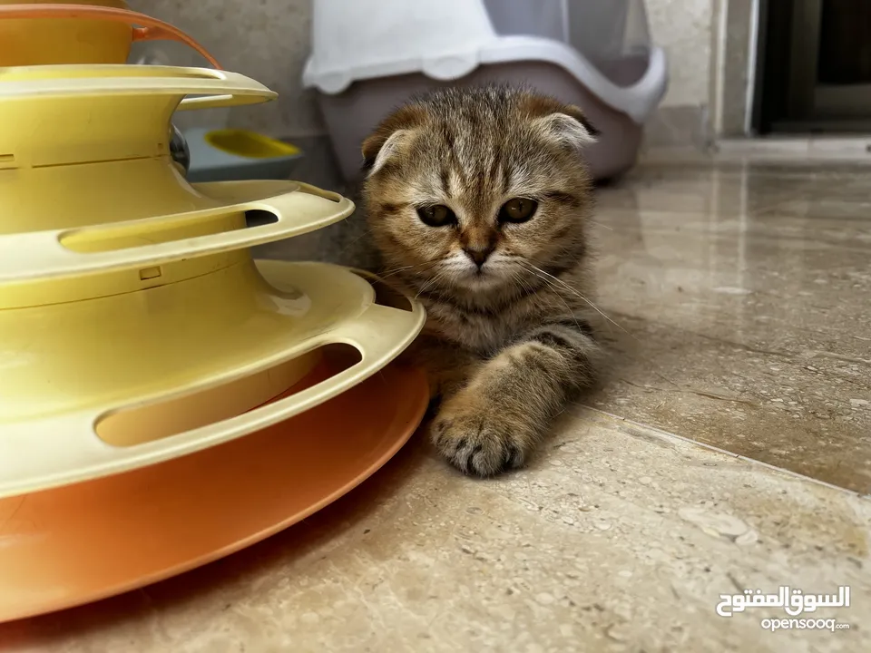 Scottish Fold Cats