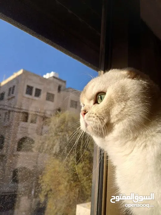 قط سكوتش فولد للتزاوج