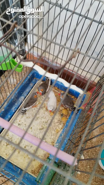 طيور جنة للبيع
