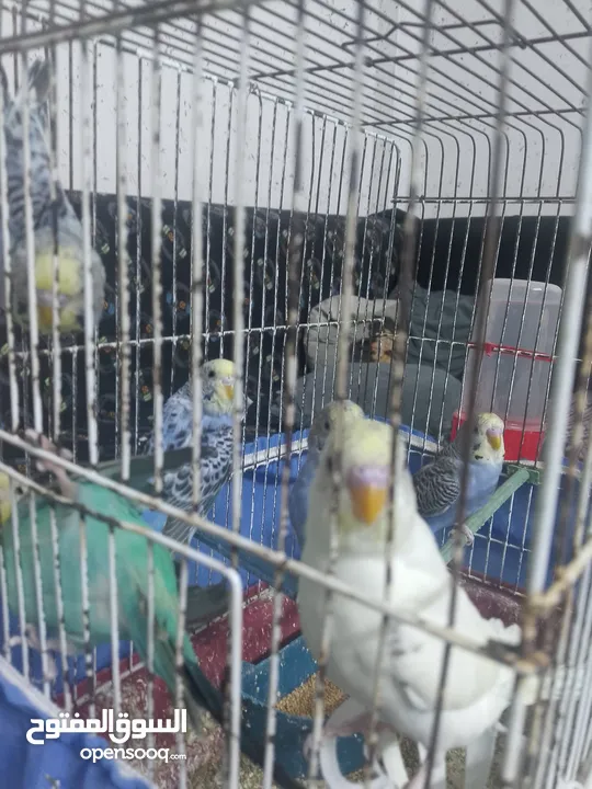 مخاليف طيور حب