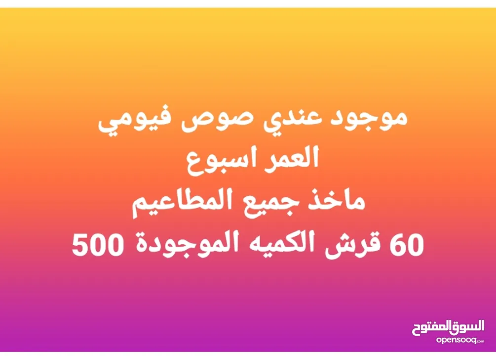 موجود عندي فري سوبر  العمر 45 يوم  بياض    الكميه الموجودة 150 حبه