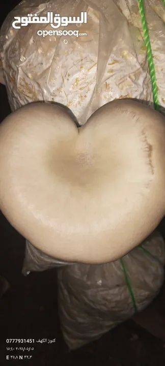 فطر محاري بلدي