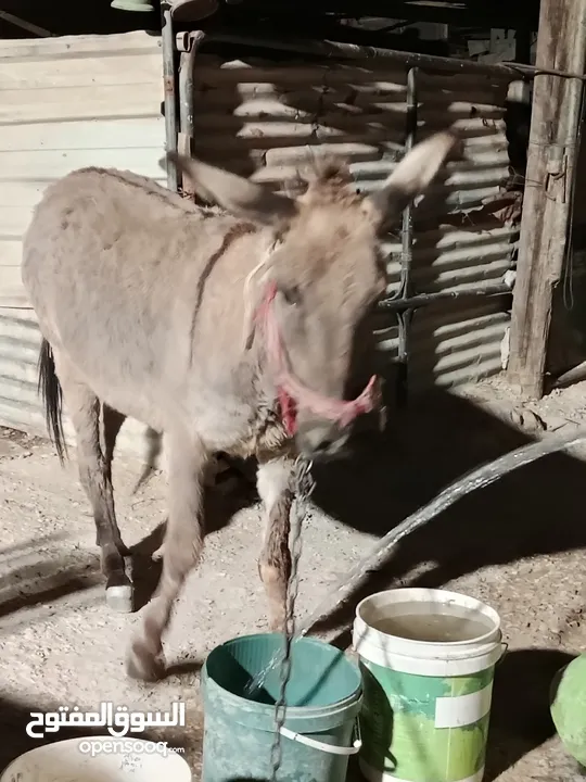 حمارة للبيع حراثه وهديه ما تضرب م راح تلاقي زيها ما تضرب ما ترفس