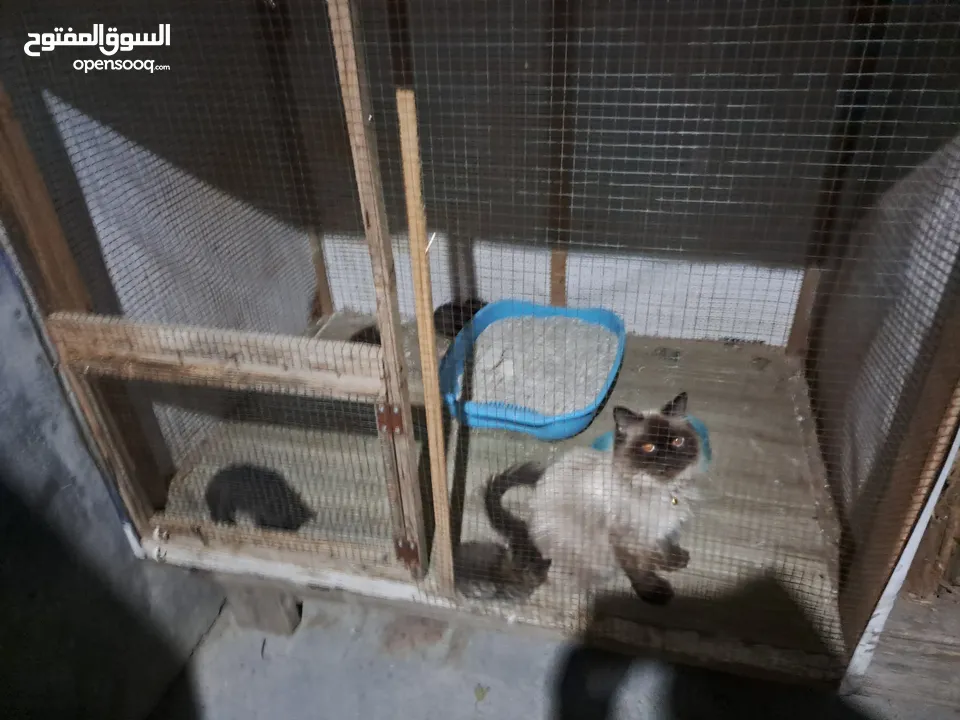 قفص مستعمل يدوي متر ونصف في 80 سم.................................................................