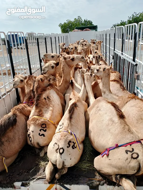 camels Muscat barka