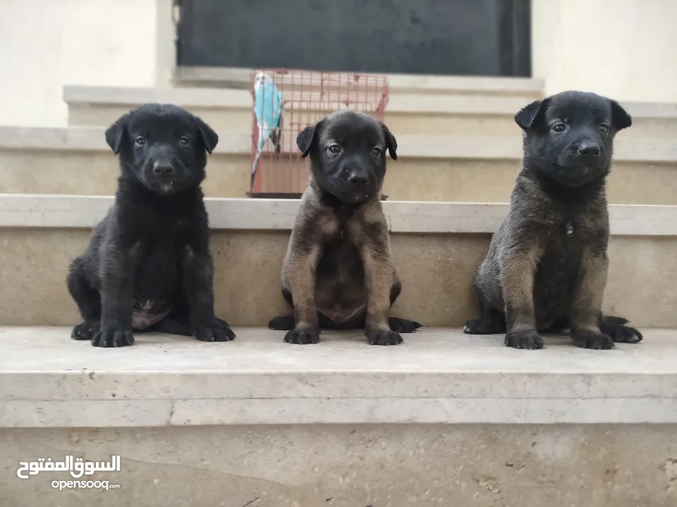 جراوي مالينو أهالي وارد الجزائر