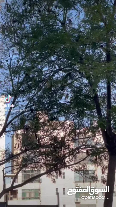 سيات إبيزا اكسلانص 2022 اوتومات