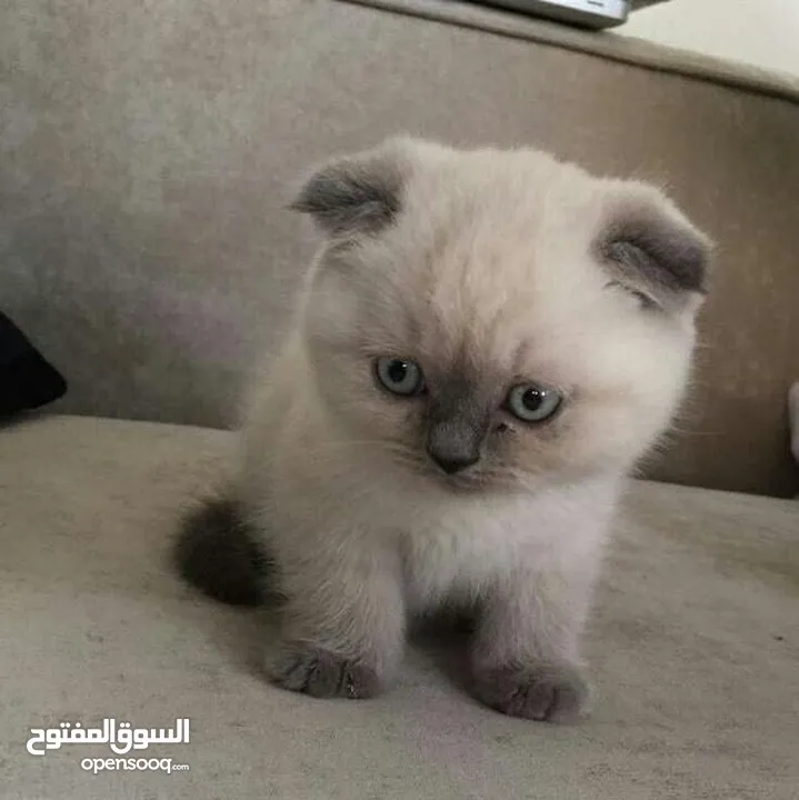 قطط العمر شهر ونص للبيع