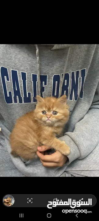 Orange Persian cat