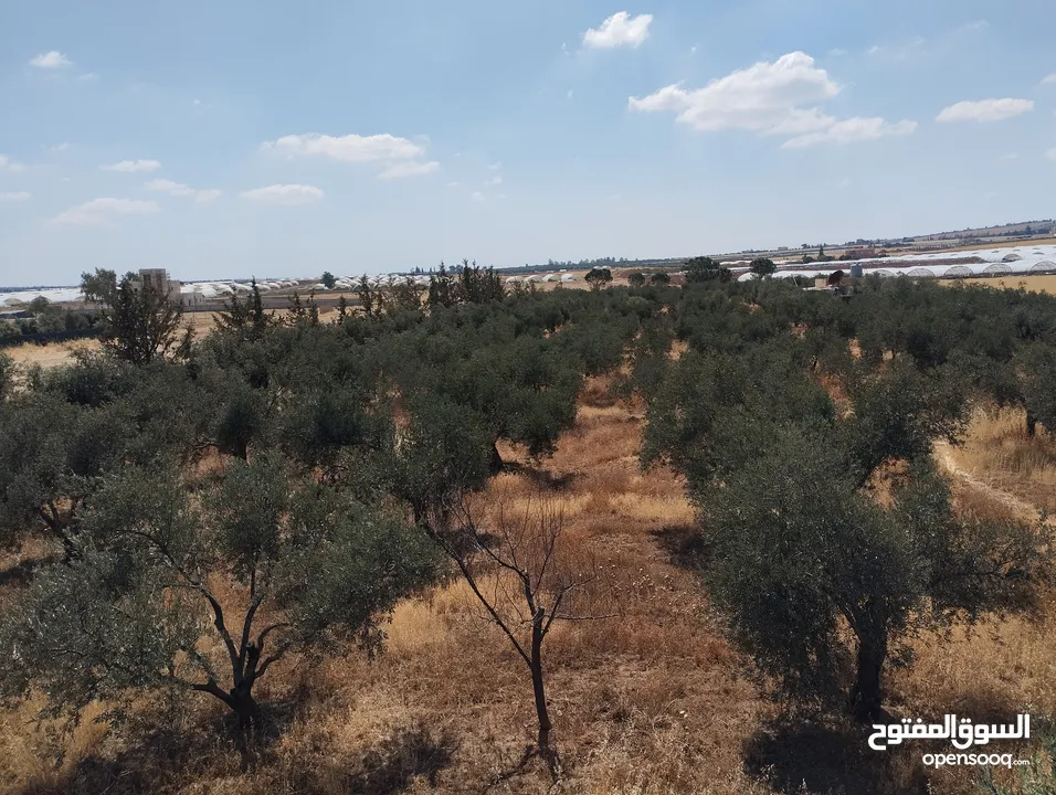 مزرعة للبيع ام العمد