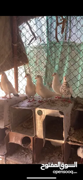 حمام للبيع