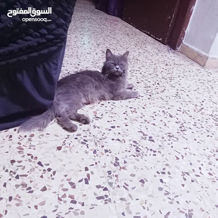 قطط هيمالايا رمادي