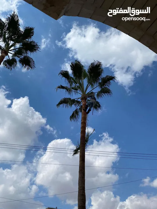 فني أشجار النخيل