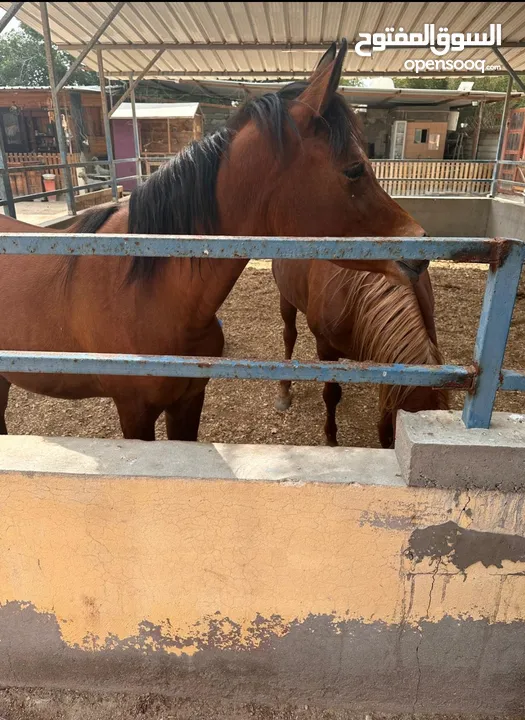 للبيع 2 فرس مع جوازات ميلادهم الاصليه المعتمده