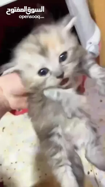 قططط للبيع