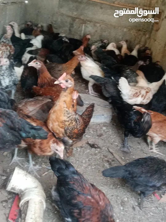 دجاج عماني بيع