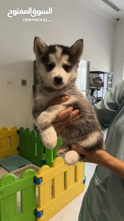 tea cup Pomsky puppies F3 teacup size and Pomeranian puppies available