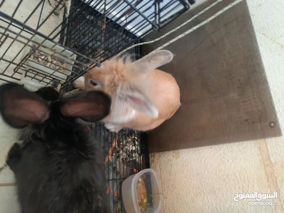 ارانب  lion head ذكور نوعهم راس الاسد Rabbits