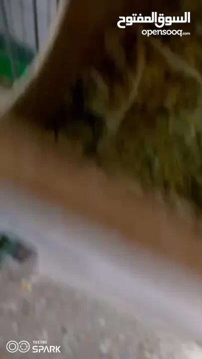 جوزين روز وجوز كوكتيل وذكر درة اليف طوق كامل