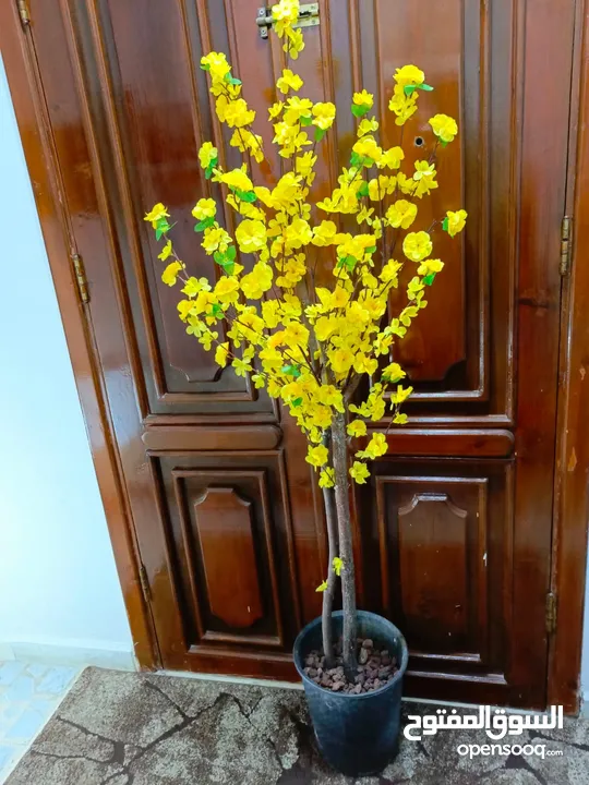 أشجار لوزيات أغصان طبيعي