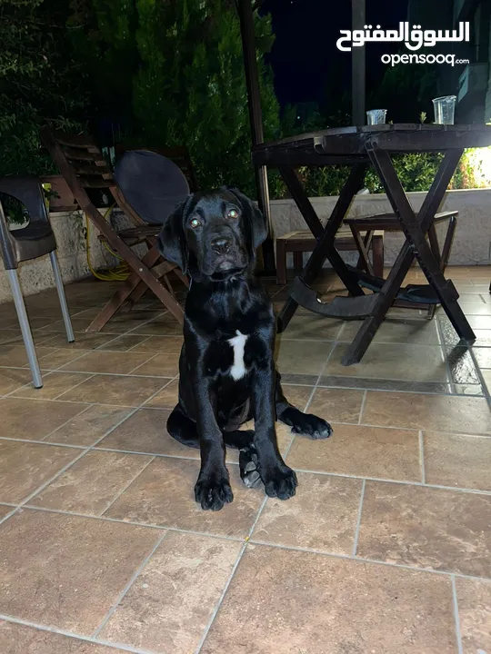 cane corso puppy for sale