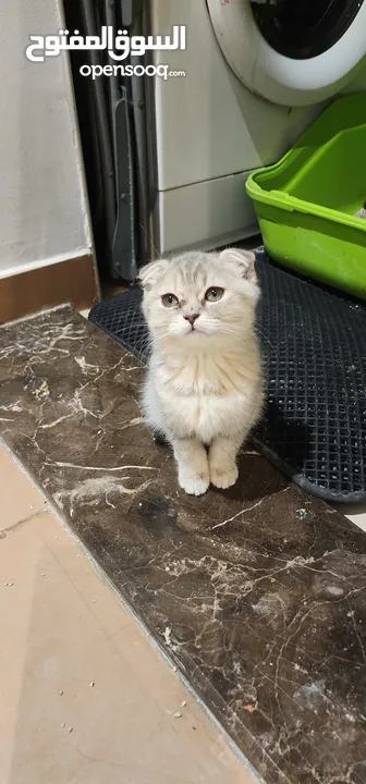 Scottish Fold 2 months / سكوتش فولد/ العمر 2 اشهر