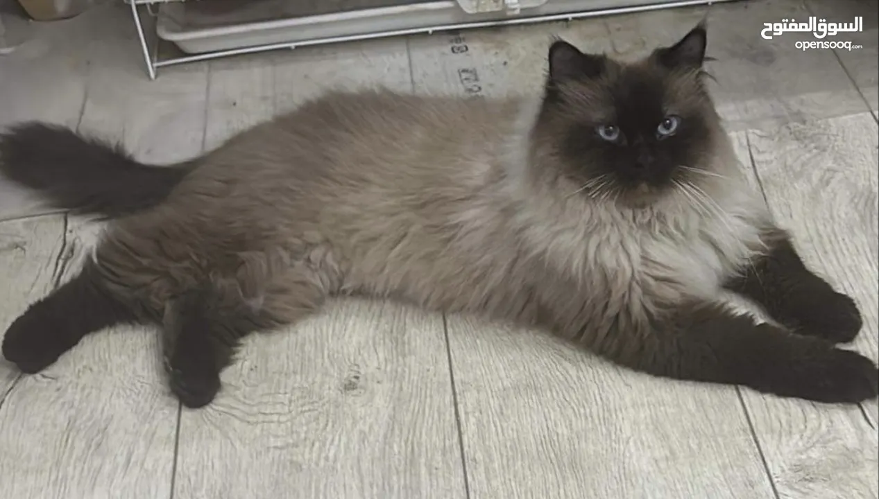 Birman:(himalayan cat)