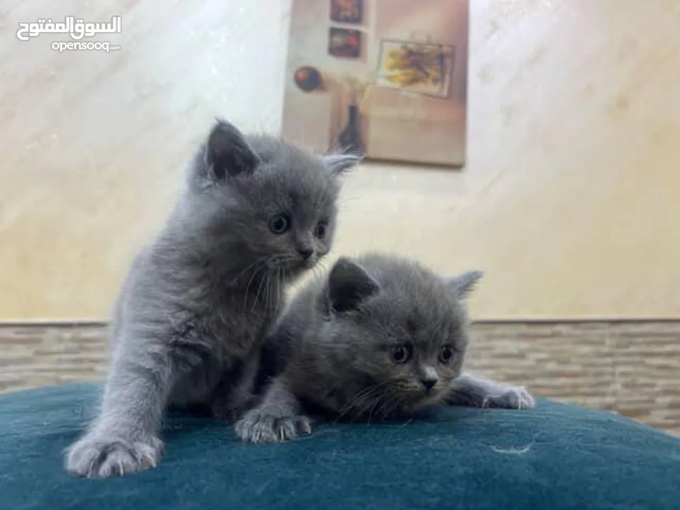 Scotts Fold, 2 months old