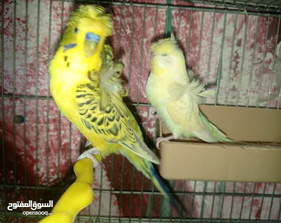 جواز حب مشكله