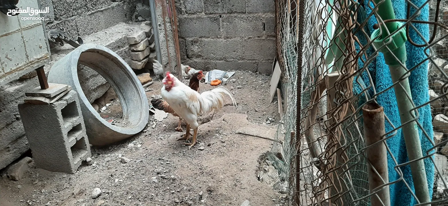 دجاج للبيع اسود وبيض وكو واحد مخطط بصفر وسود