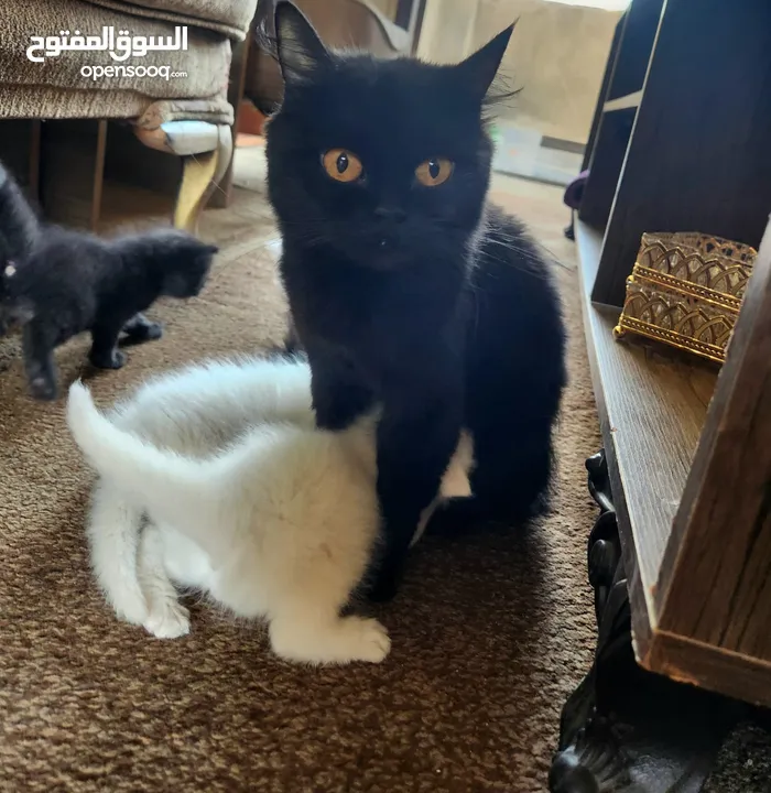 قطه وولادها 3 ابيض 1 اسود ذكور عمر 2 اسبوع