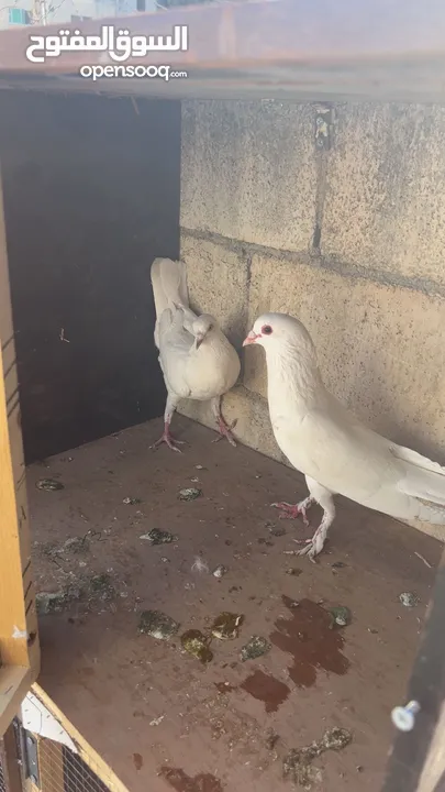 للبيع جواز