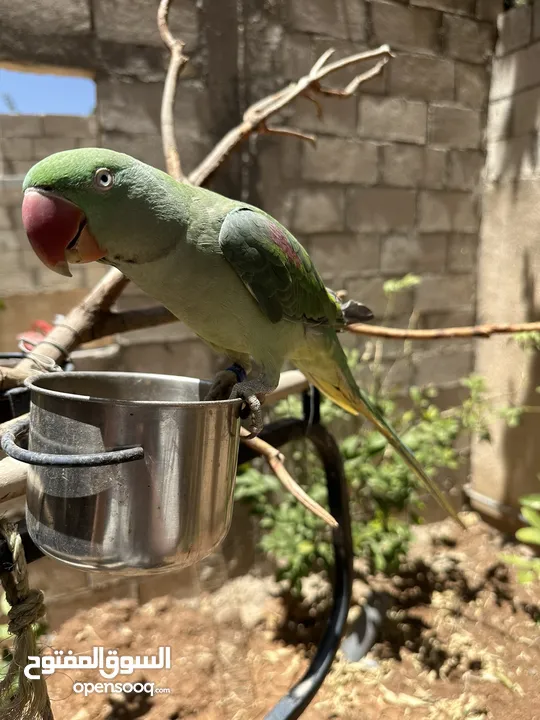 ببغاء كاسندرا للبيع مدرب و اليف جداً