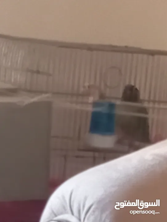 جوز كنيور جرين شيك هاي رد شغال للبيع  لا تتصل ألا اذا كنت بدك تشتري