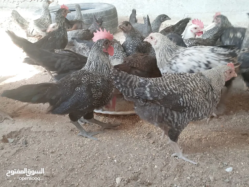 فراخ للبيع