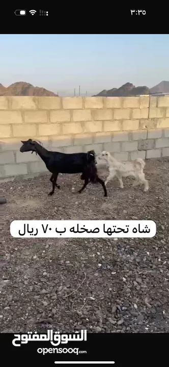 حلال للبيع