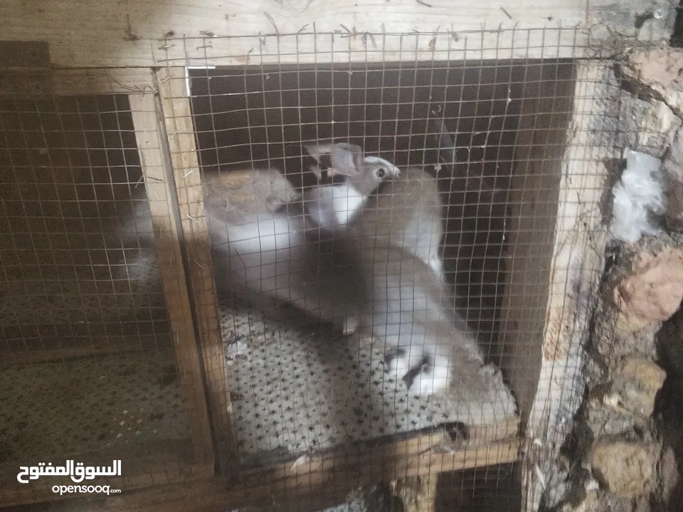 ارانب للبيع  كوم 8 حبات عمرهم شهرين ونص للتواصل  ع الواتس اب